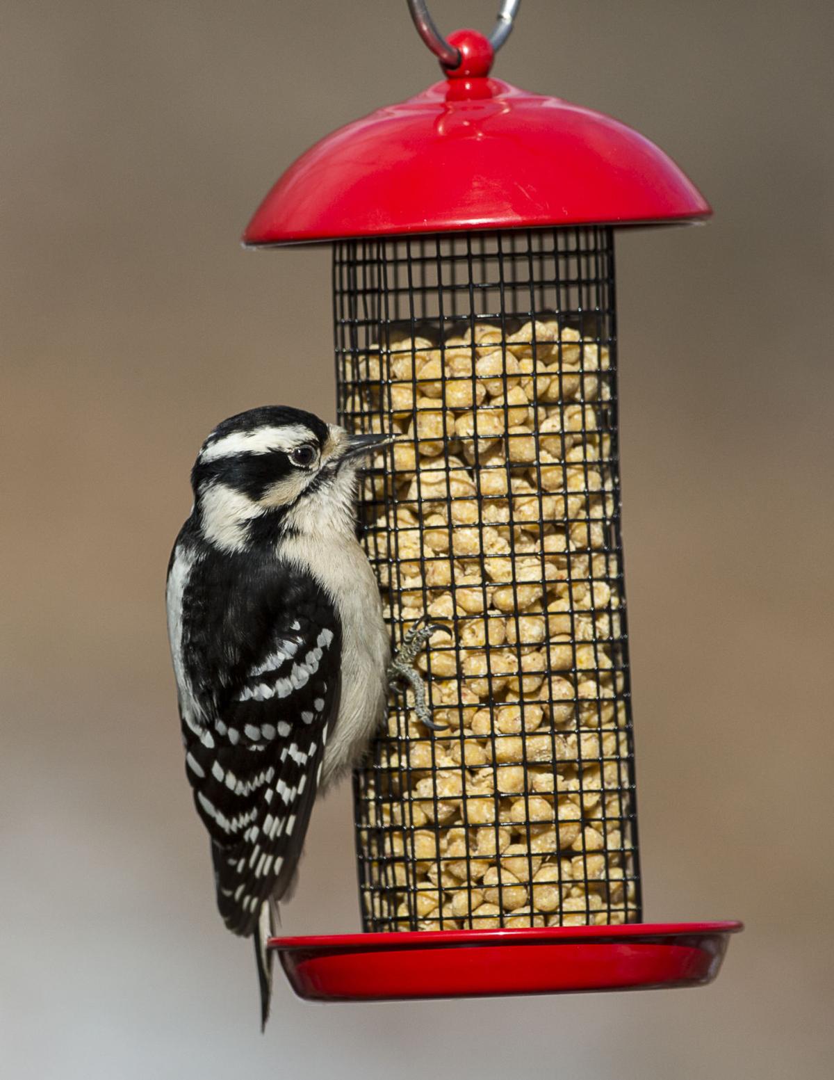 Downy Woodpecker