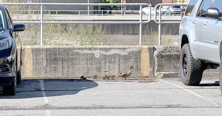 City firefighters rescue ducklings from drain | News | tribdem.com