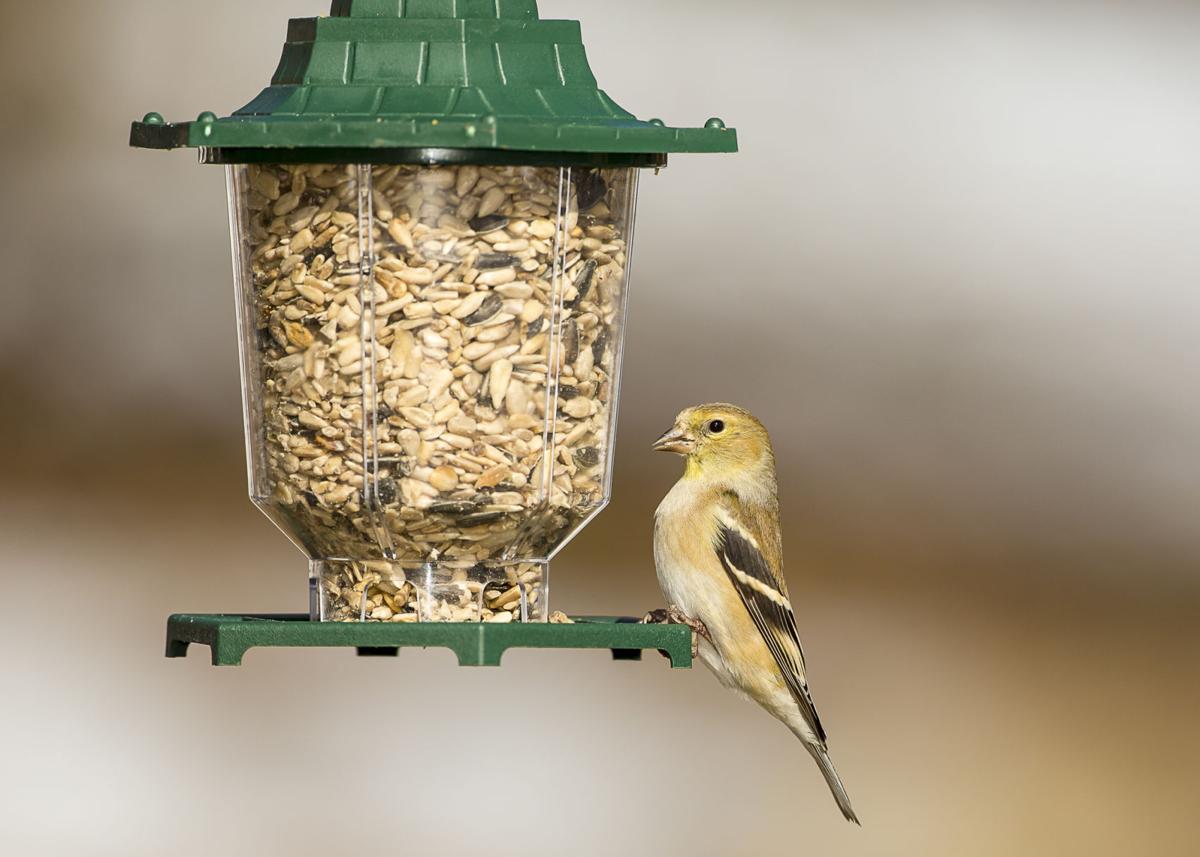 American Goldfinch