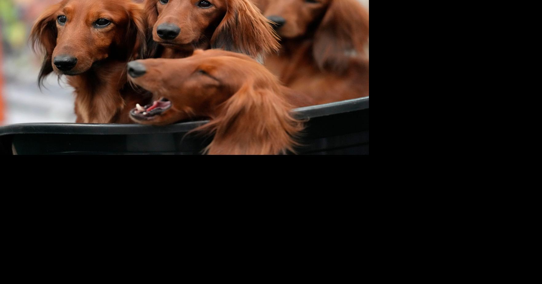 French bulldog frenzy may be cooling in U.S., but dachshunds are riding high