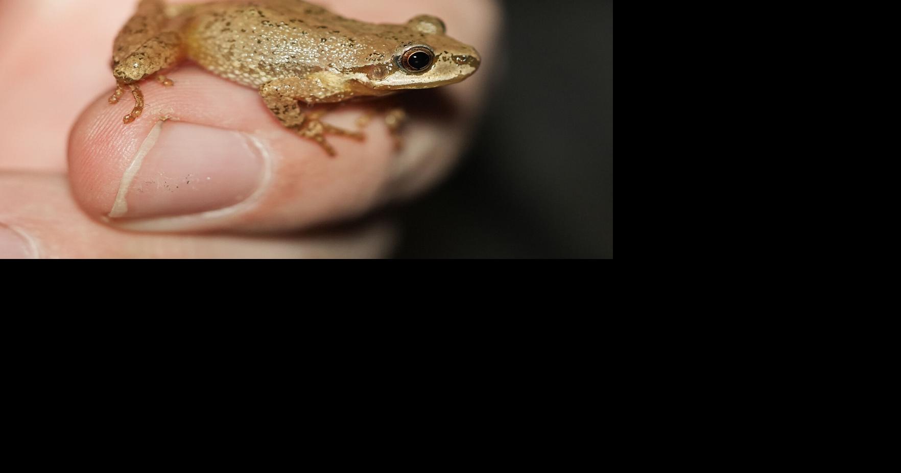Eighth annual Frog Week set to kick off