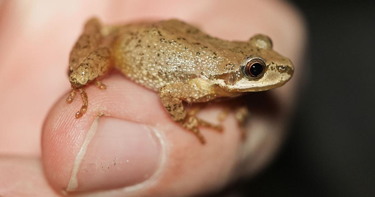 Eighth annual Frog Week set to kick off