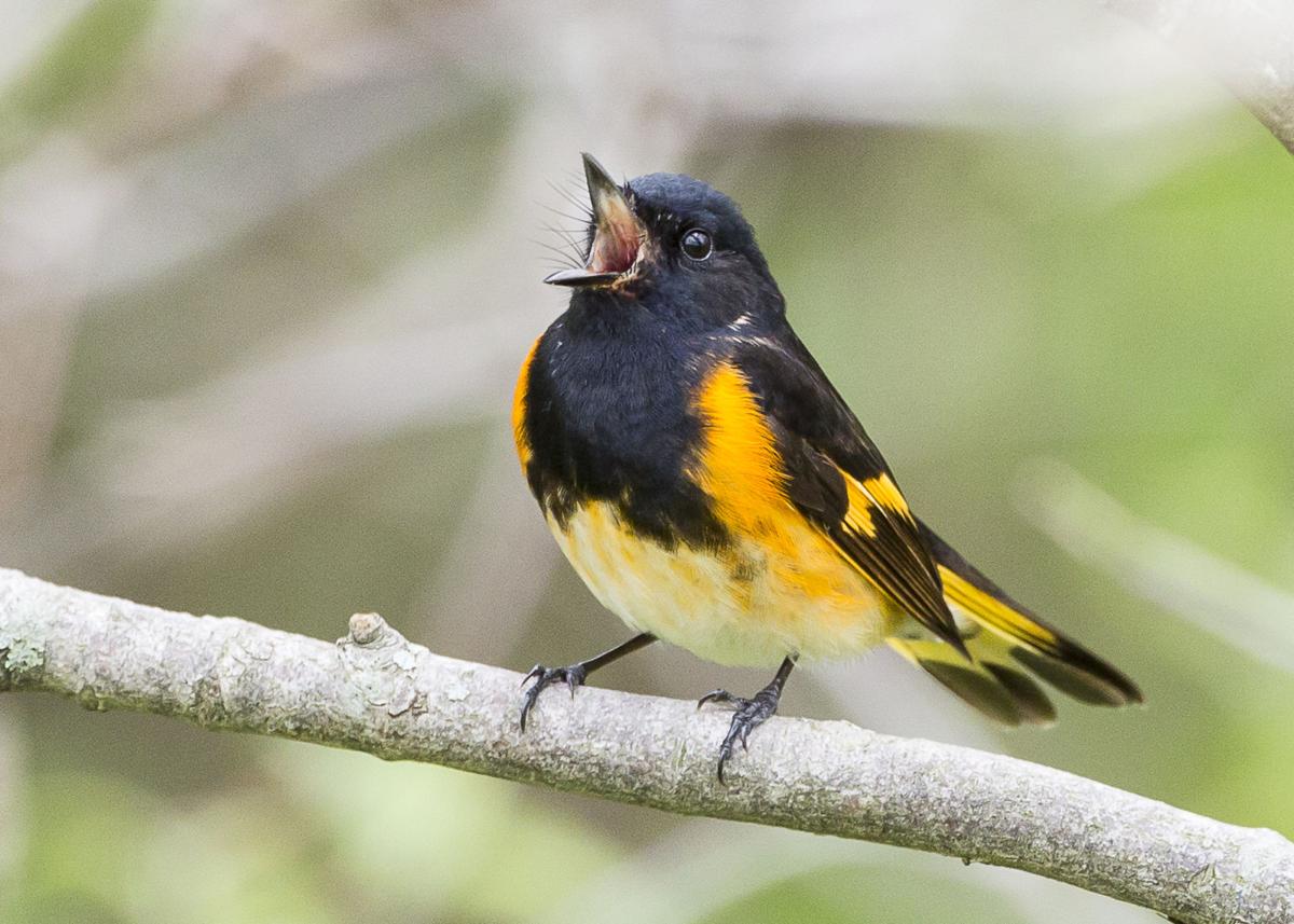 American Redstart