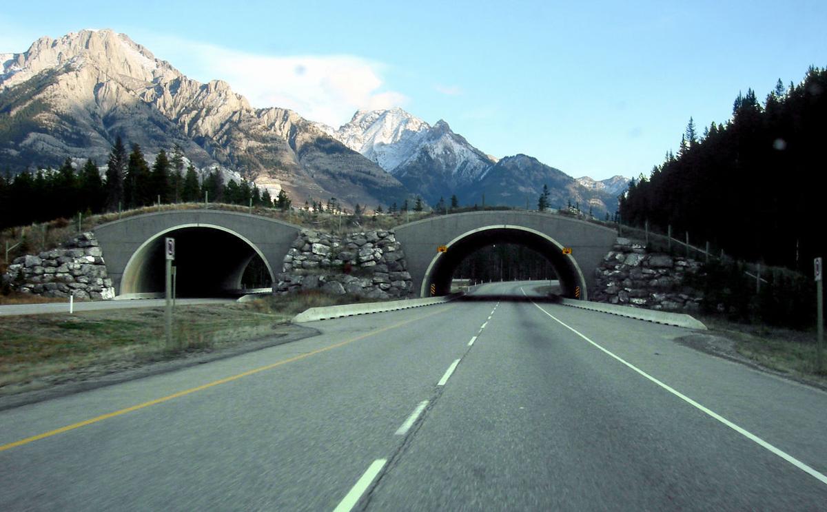 Driving along the Trans-Canada Highway isn’t a road trip. It’s a family
