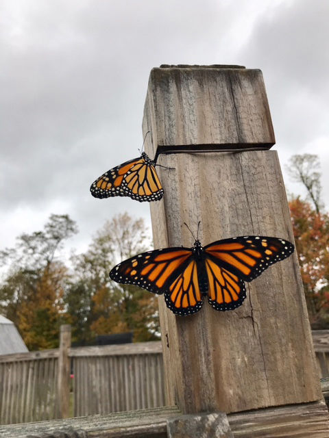 Photo contest winners capture lightning, butterflies | News | tribdem.com