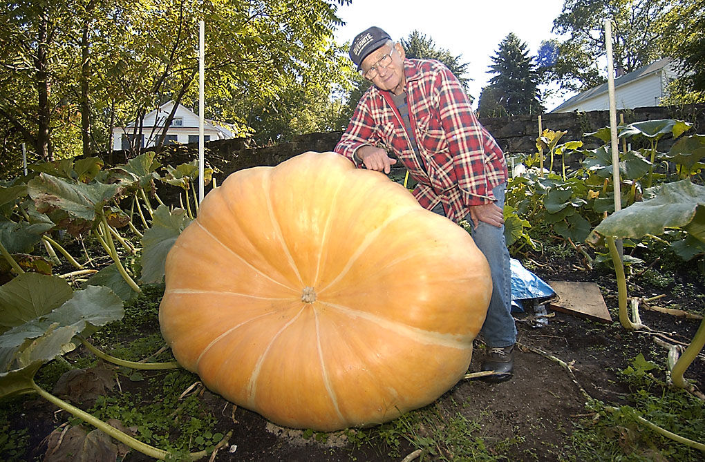 Supersized Pumpkin grower pleased with 600lb. gourd Local News