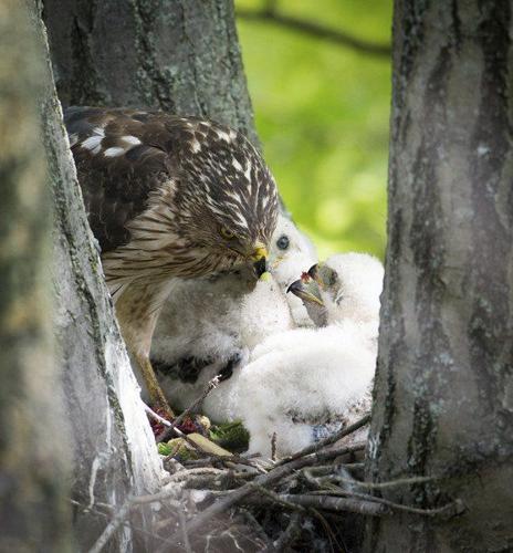 Cooper's hawk coupon discount