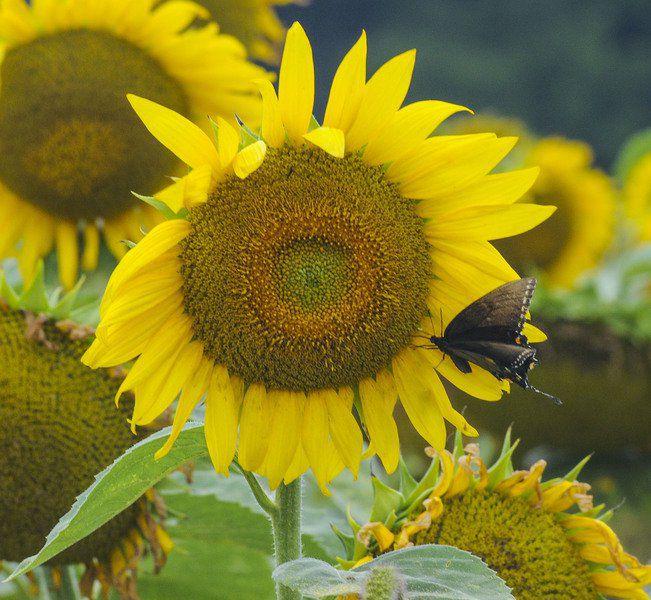 L A Family Farms To Open Modified Sunflower Maze In Summer Features Tribstar Com