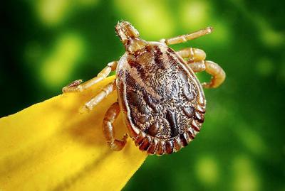 Be on the lookout — it's that time of year for ticks