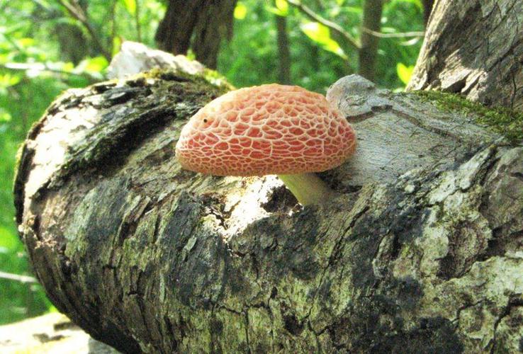 The Off Season: A mushroom story you can actually believe