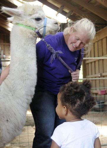 Adopt an alpaca program- Sisters of Providence of Saint Mary-of-the-Woods