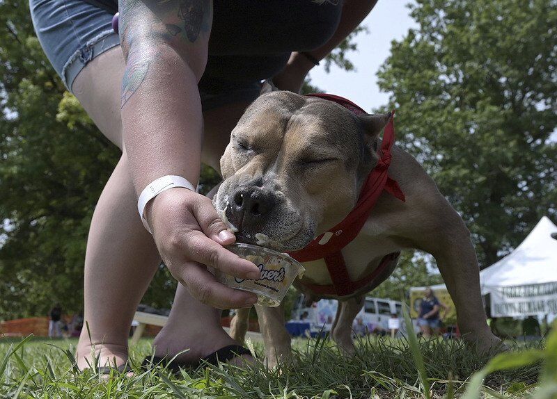 VIP (Very Important Pup) Toby gives a whole new meaning to Dodger Dog