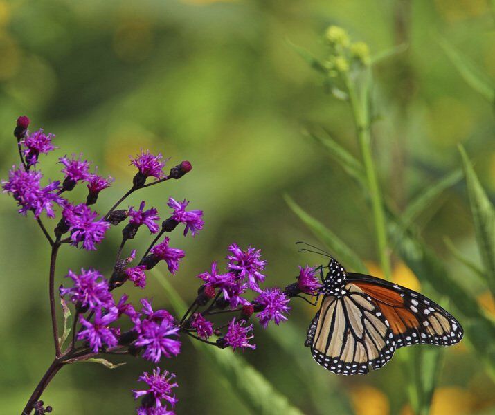 Beauty Along The Road Valley Life Tribstar Com