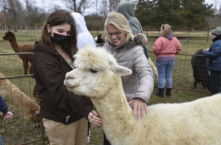 How to Spin Alpaca - From Farm to Yarn! – Jillian Eve