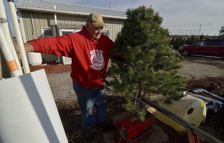 Memories, tradition drive sales of live Christmas trees ...