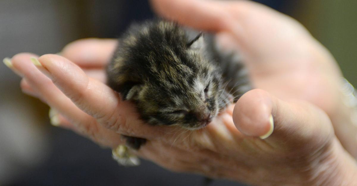 Telethon Hopes To Raise 20k For Terre Haute Humane Society