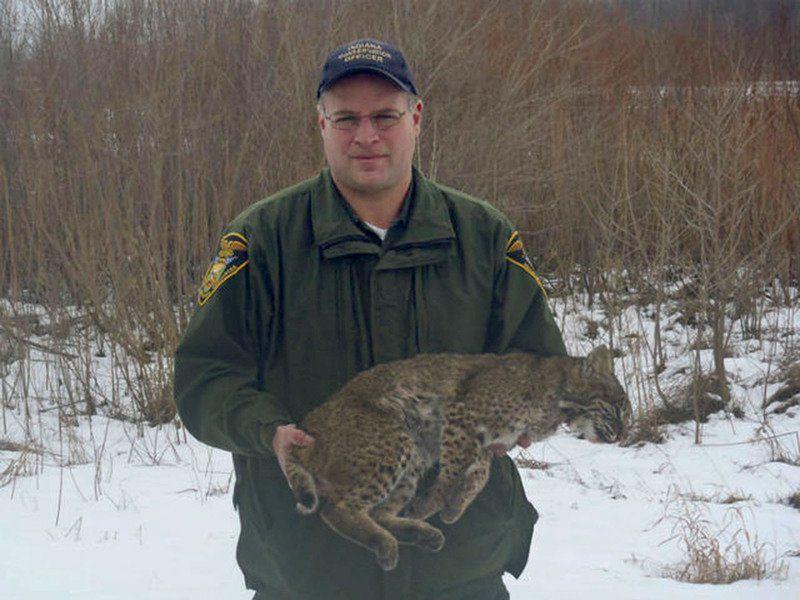 Indiana mulls bobcat hunting, trapping season | Local News | tribstar.com