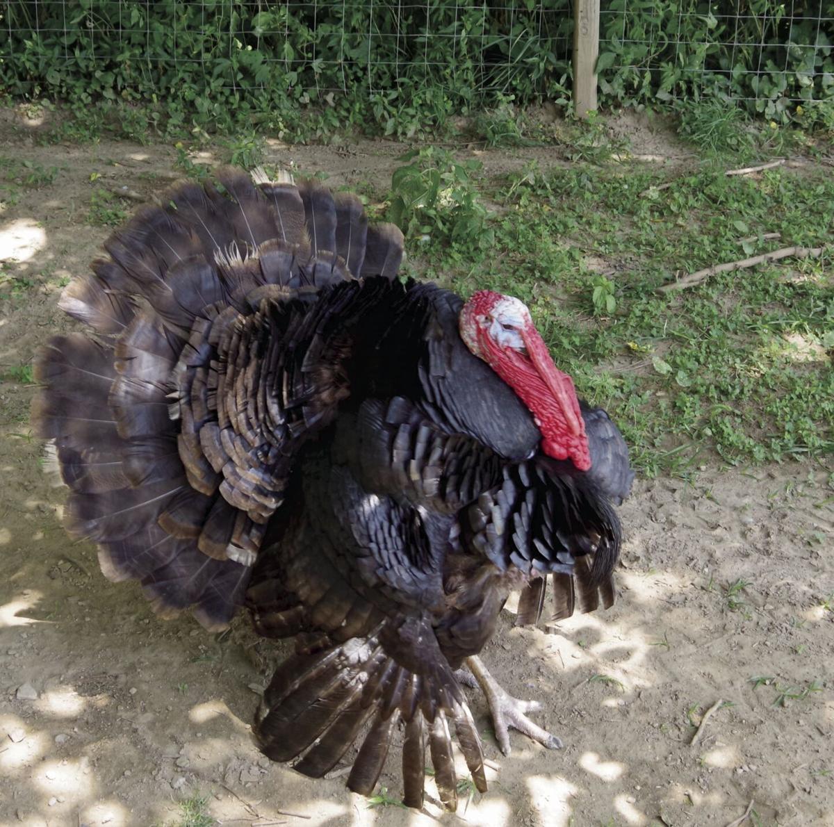 Pets: The history of turkeys and some fun facts | Features Pets: The history of turkeys and some fun facts | Features