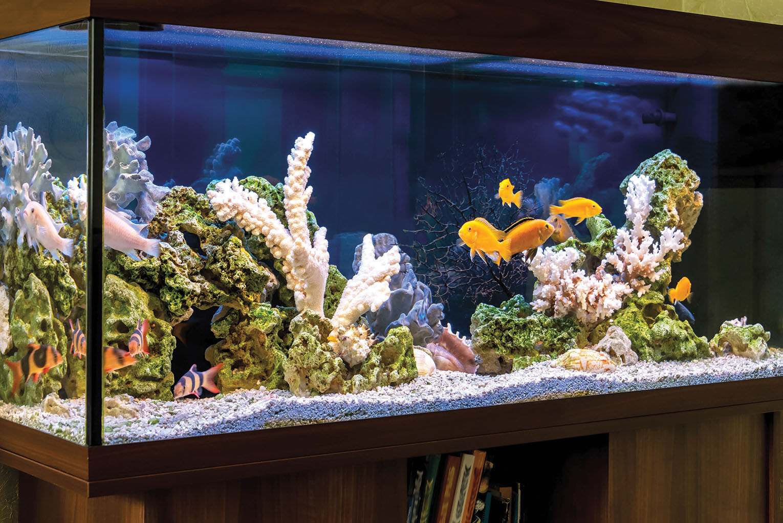 Pets Take the plunge with fish Features tribstar