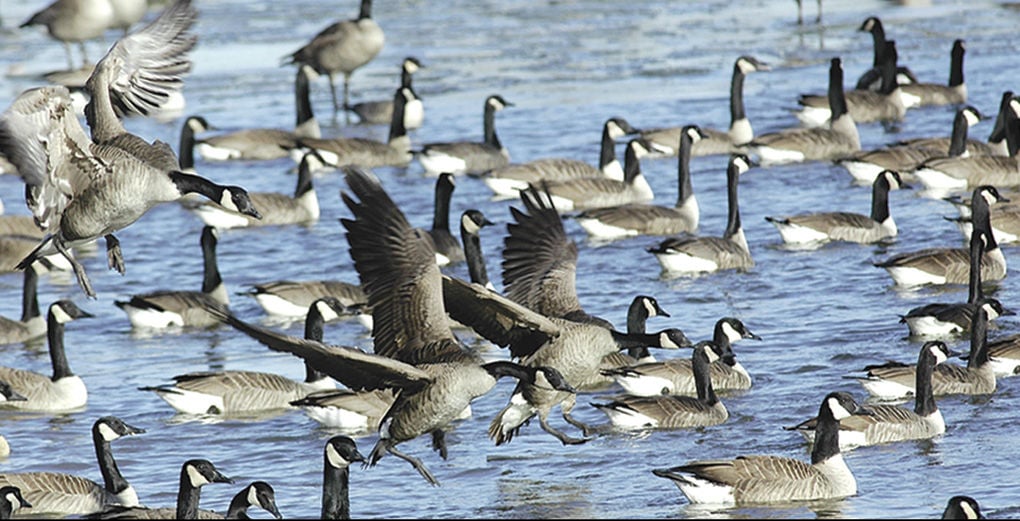 Canada goose hotsell migration jobs