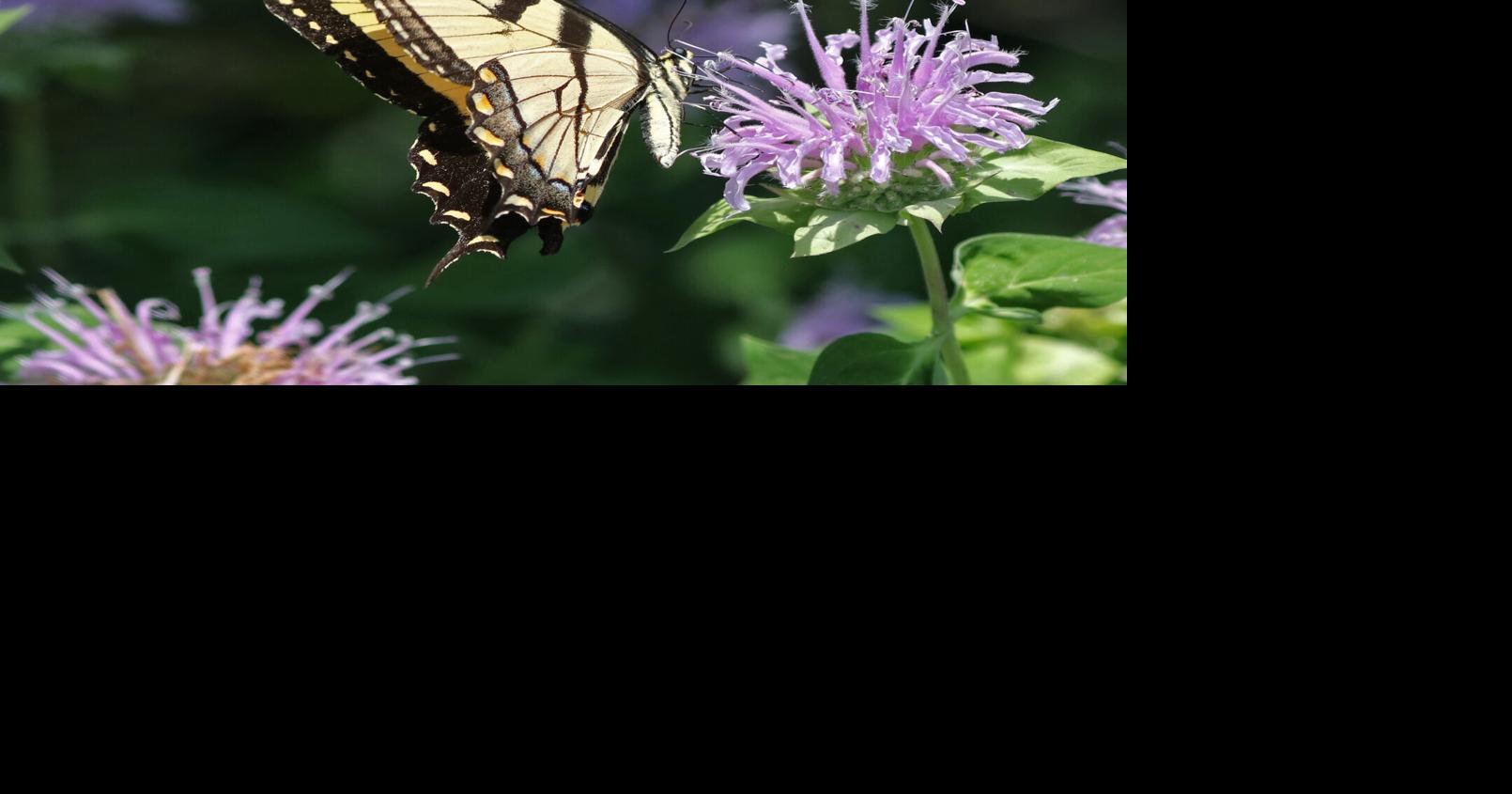 Mike Lunsford: The ‘dog days’ of summer color
