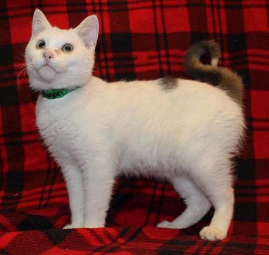 The Cat Genome Project Valley Life