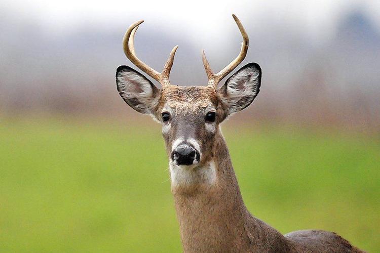 Deer hunters in Indiana control animal population, fund state parks | Local  News 