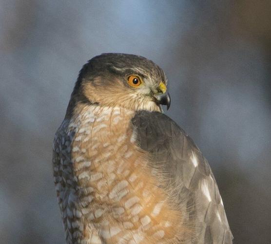 Mike Lunsford: The 'solitary and self-possessed' hawk ...
