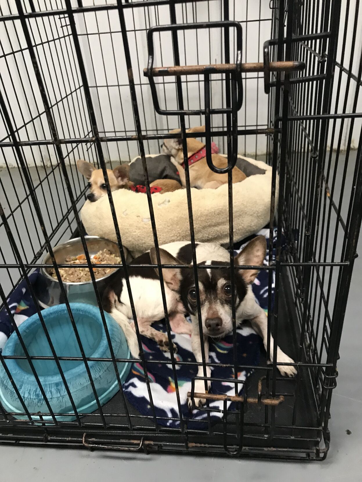 At Terre Haute Humane Society their crates runneth over Local