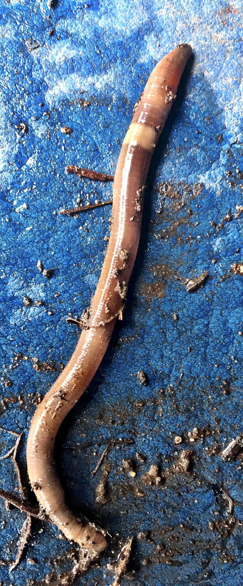 Invasive Asian jumping worms have been found in Indiana Indiana News