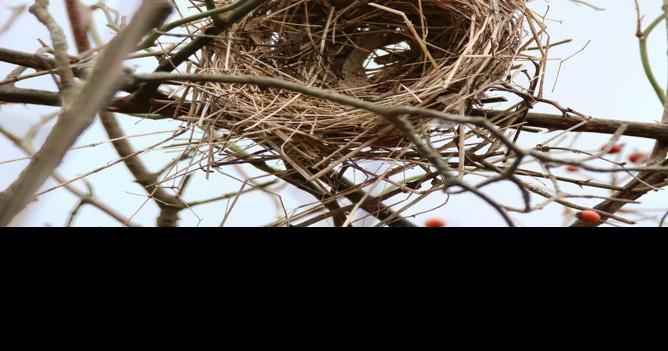 Mike Lunsford: The empty nests of fall, Features