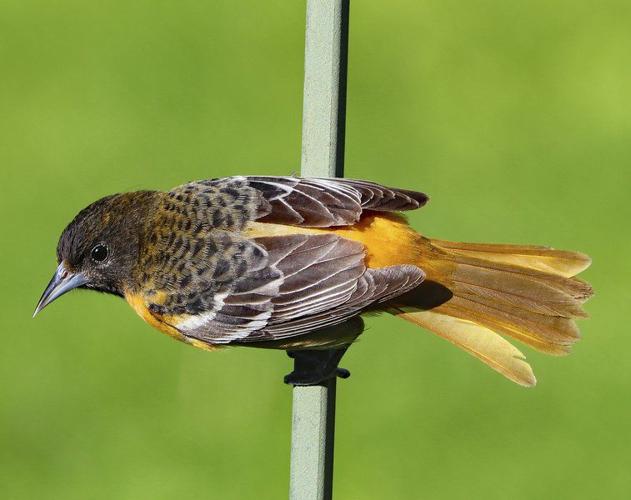 Benefits and dangers from online made friends – The Oriole
