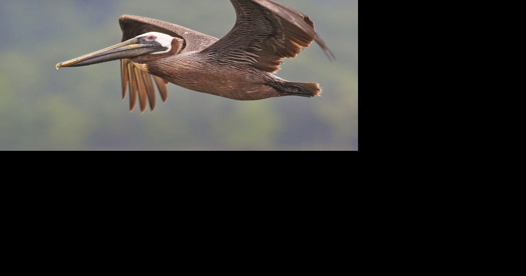 Mike Lunsford: Wonder of the wetlands displayed in new book