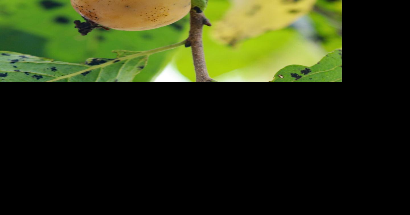 Mike Lunsford: Persimmon tree family lives on | Local News | tribstar.com