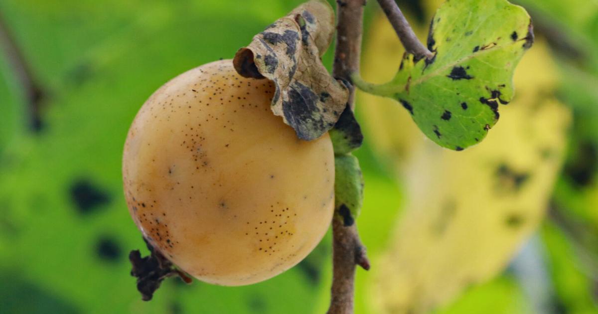 Edited Problem Tree Mike Lunsford: Persimmon tree family lives on | Local News | tribstar.com
