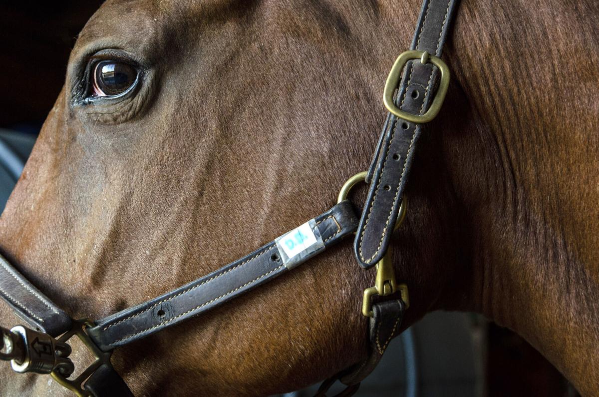 VL 101220 Equine DD
