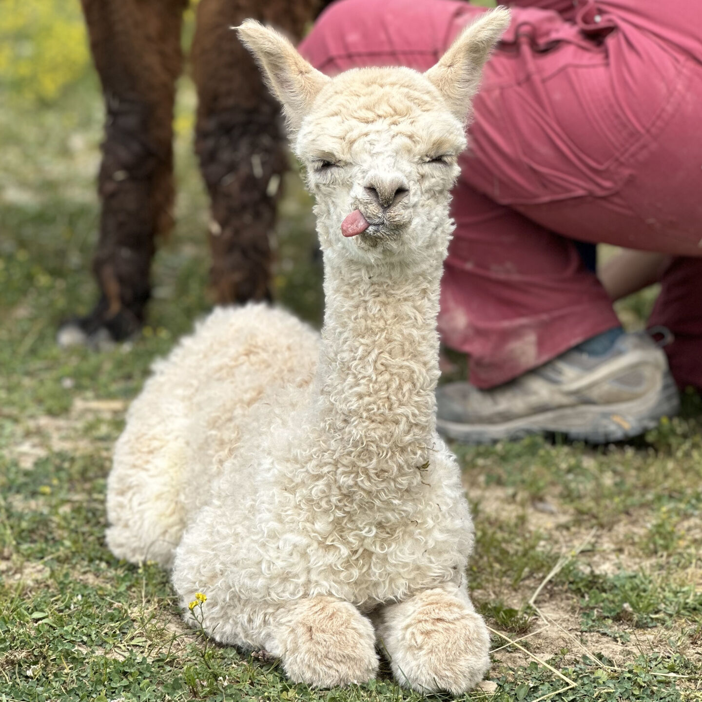 Sisters welcome new baby alpaca to herd Local News tribstar