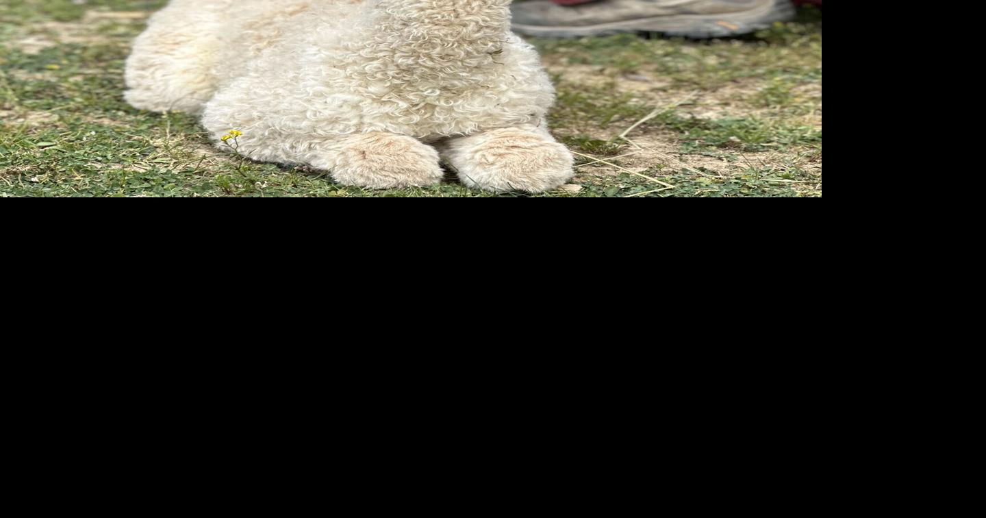 Sisters new baby alpaca to herd Local News