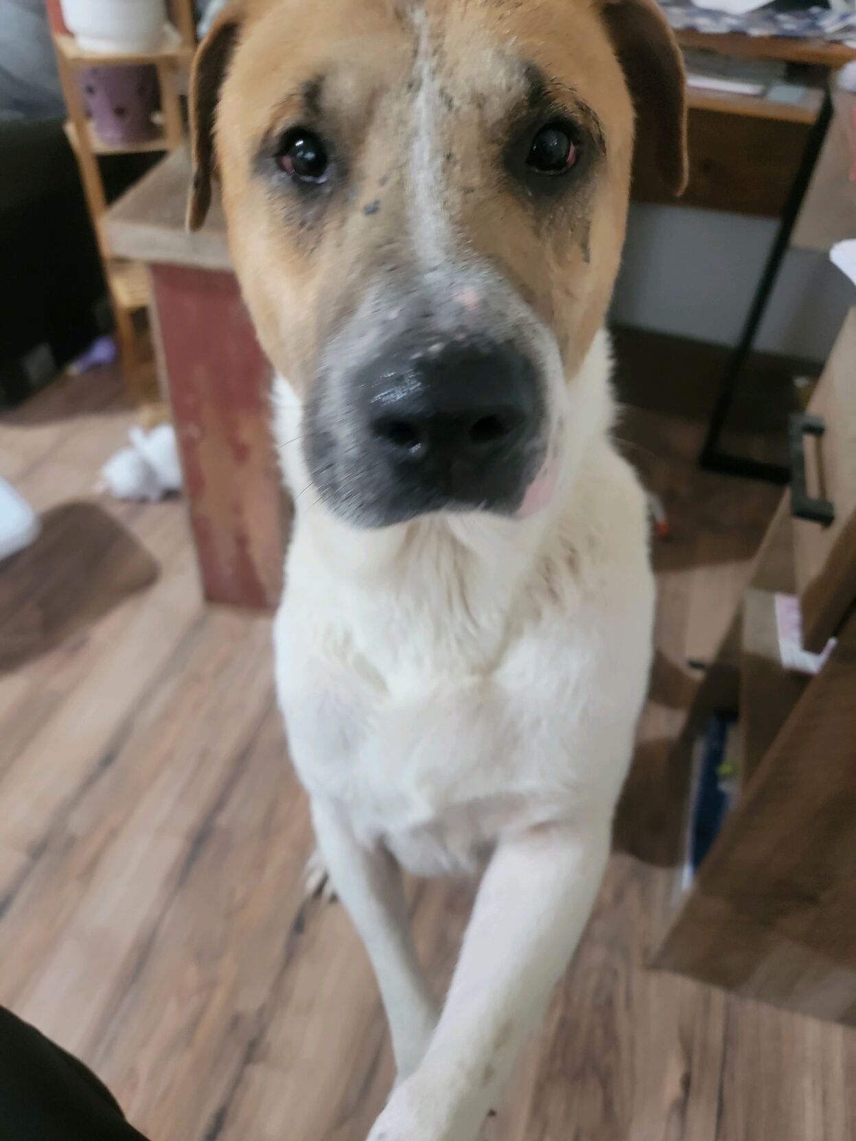 Terre Haute Humane Society seeks right family for special dog Local