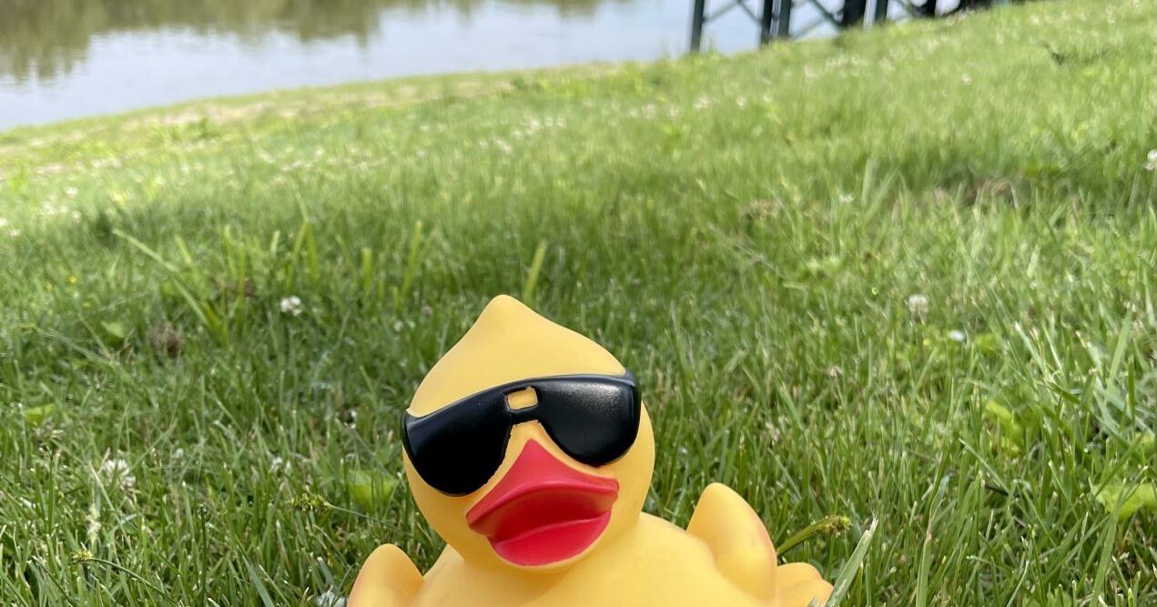 Rubber duck adoptions begin Friday - Vimarsana News