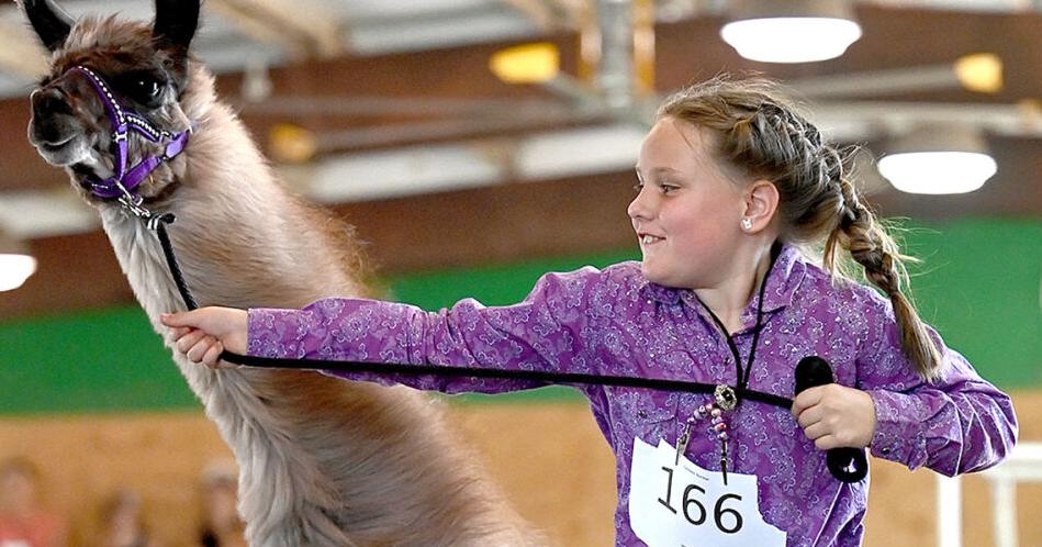 'Everybody loves the fair': Alpaca and llama show an annual favorite
