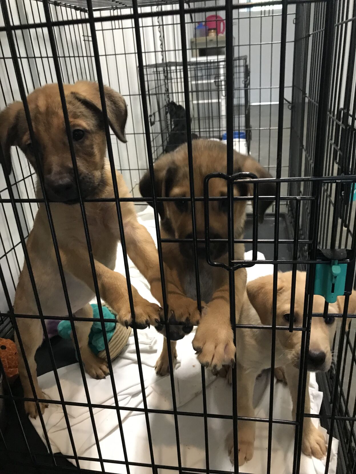 At Terre Haute Humane Society their crates runneth over Local