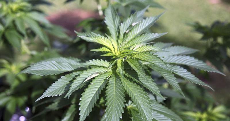 Indiana's Rokita wants to block federal marijuana shift
