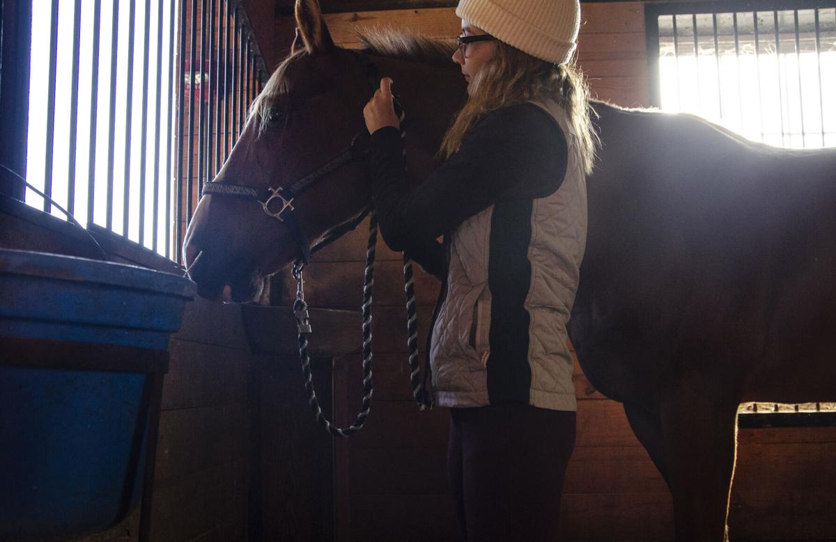 VL 101220 Equine Sunlight