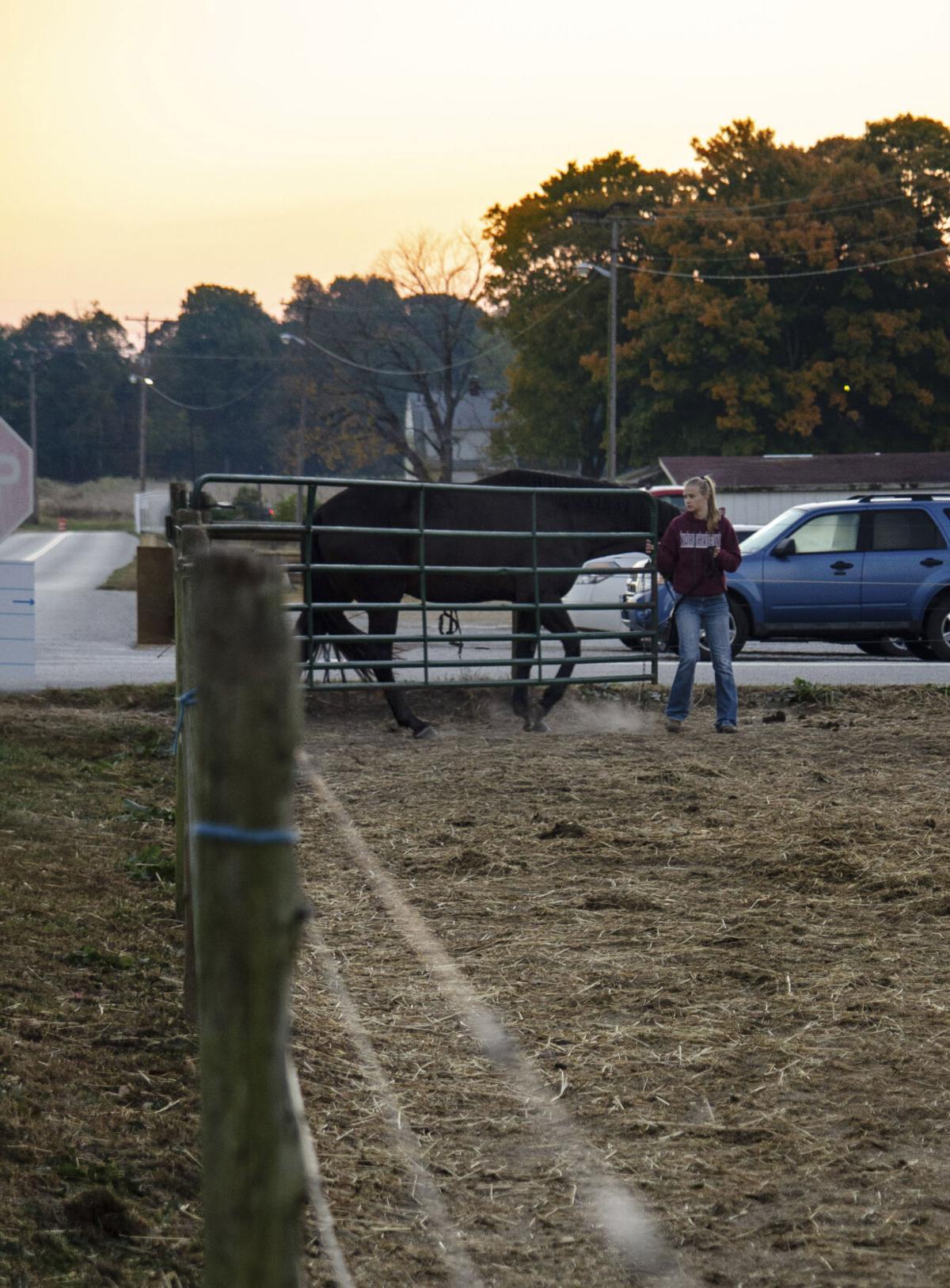 VL 101220 Equine Sunrise 2