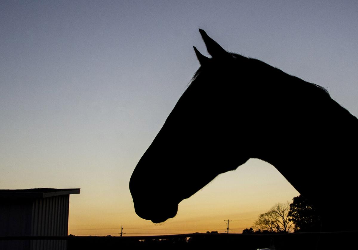 VL 101220 Equine Sunrise