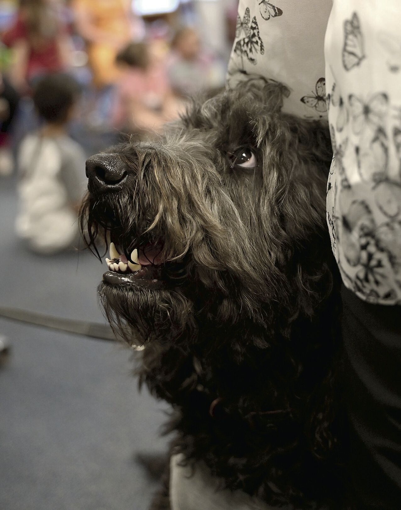 Paw-some pals Therapy dogs comfort, encourage students at Vigo County schools Features tribstar image pic