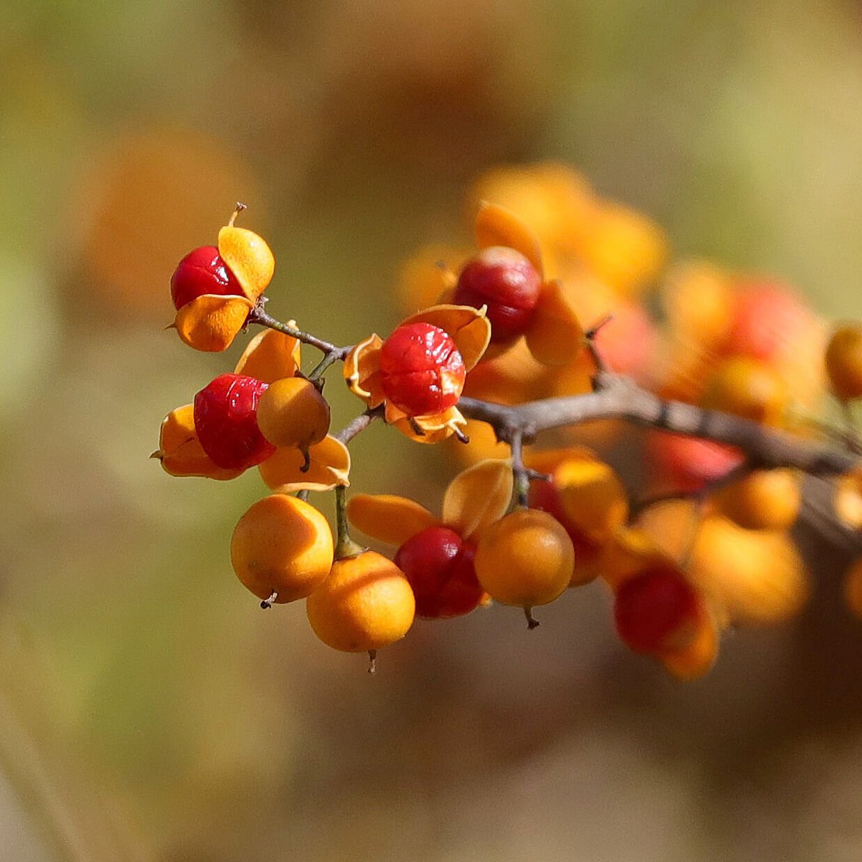 Are bittersweet berries 2024 poisonous to dogs