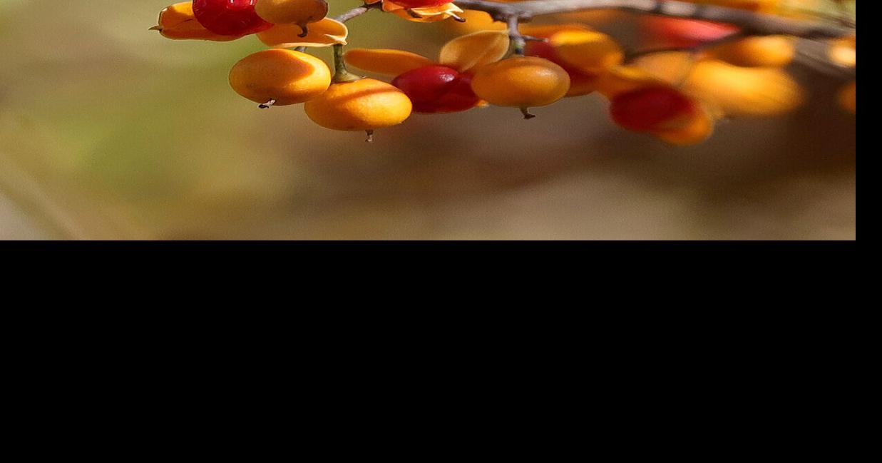 The Off Season The bittersweet story of bittersweet News Columns