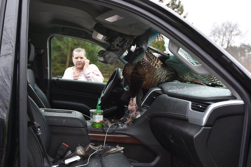 When birds attack 3rd vehicle struck by wild turkeys along Indiana